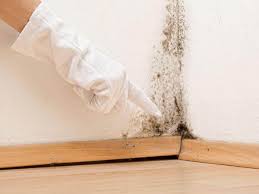 Professional Mold Removal Services in Monroe North, WA